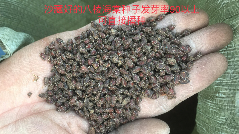 出售新八棱海棠种子，春季沙藏好的，发芽率90以上
