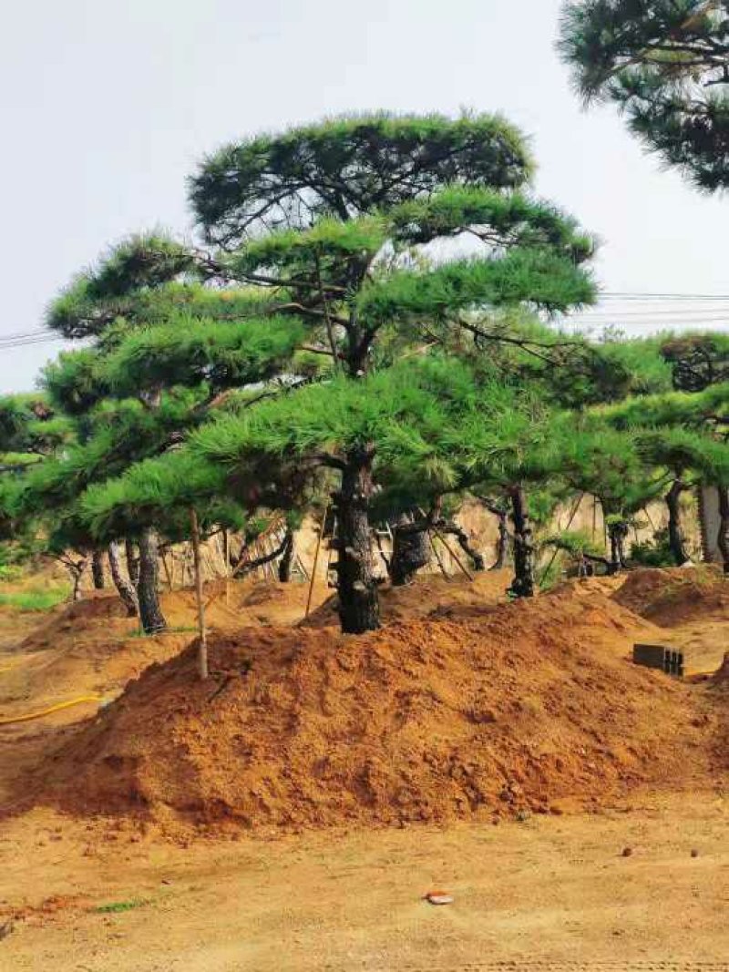 造型松