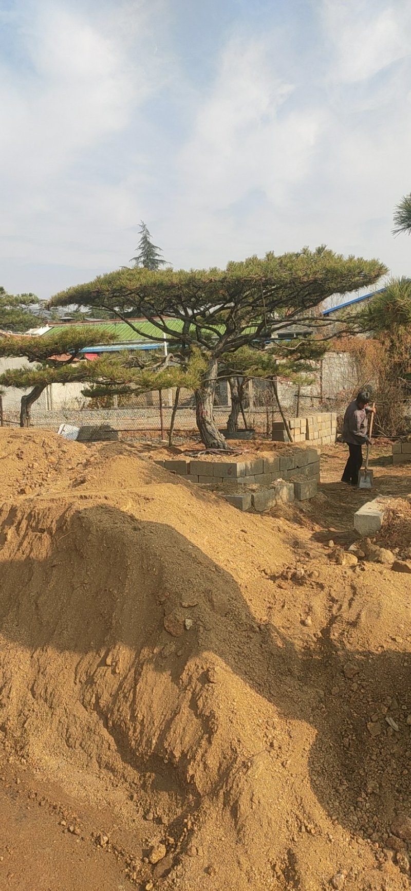 造型松