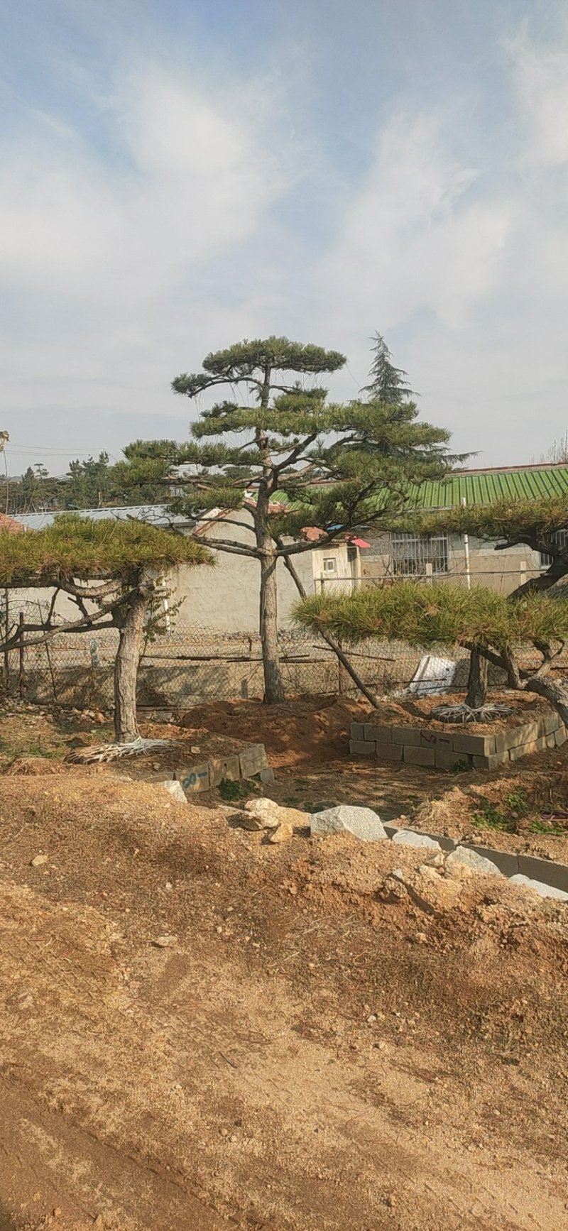 造型松