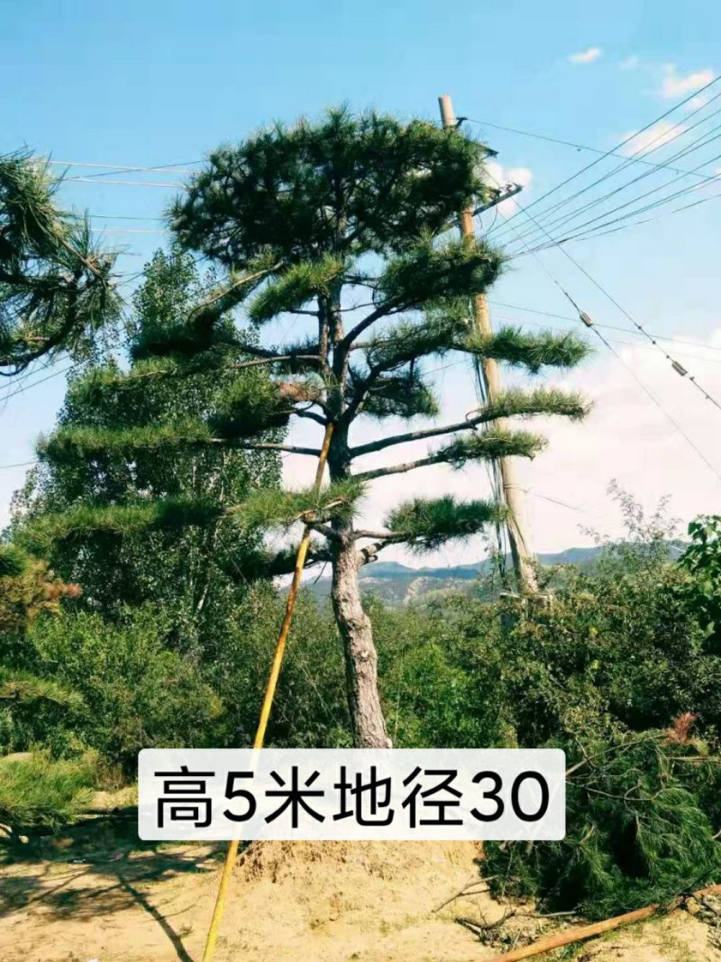 造型松