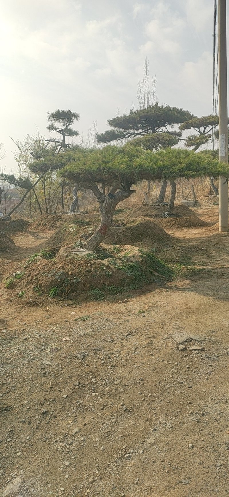 造型松