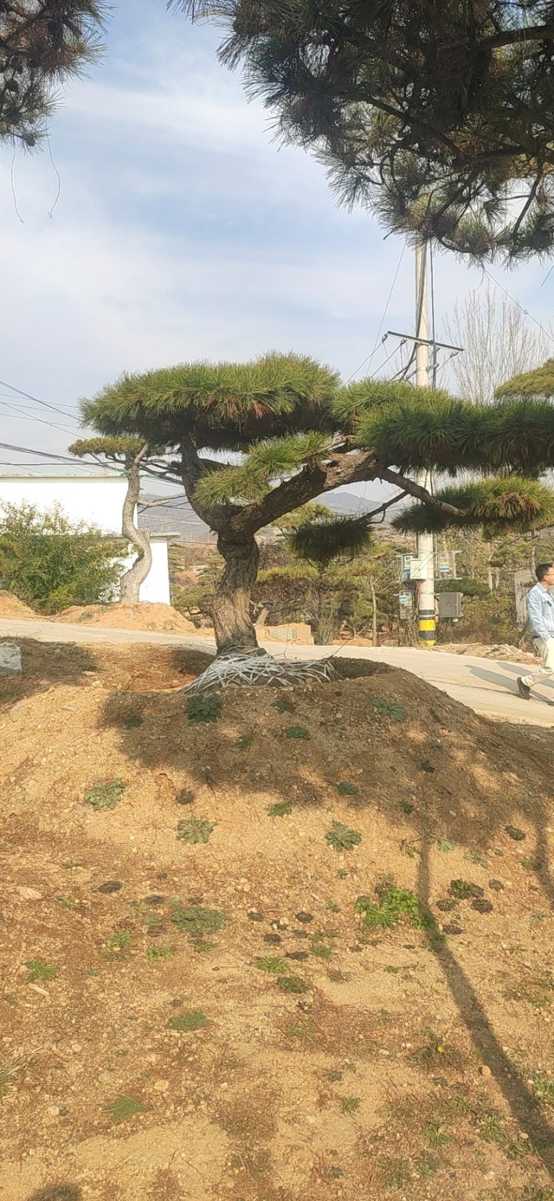 造型松