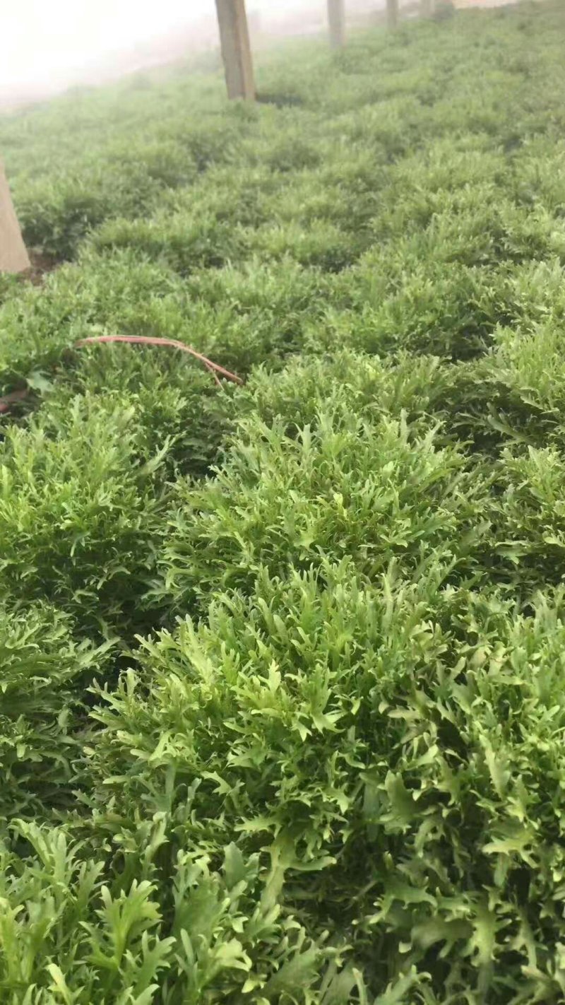 无公害蔬菜