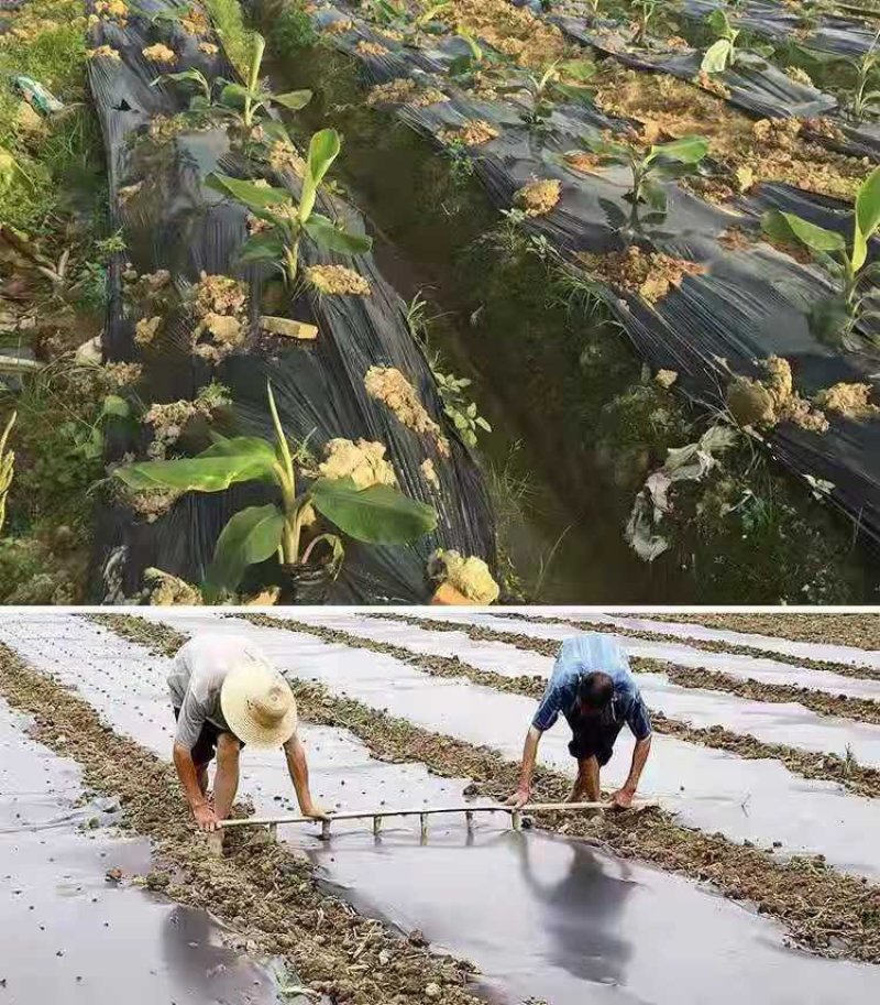 黑地膜除草膜农用加厚黑膜大棚蔬菜果园用保温保湿白膜银黑反