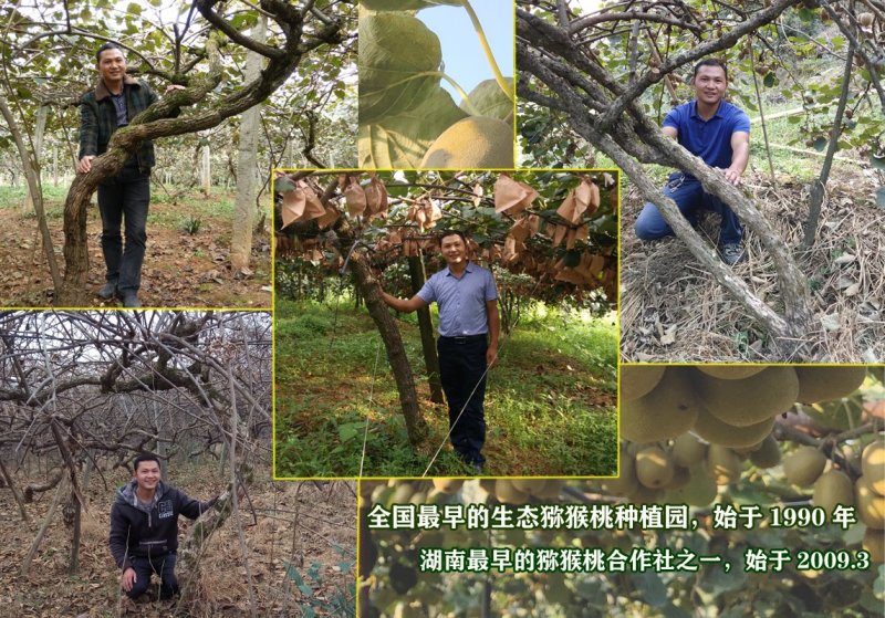 软枣猕猴桃苗/湖南大型专业苗圃