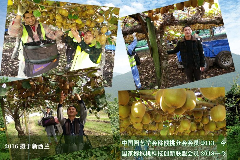 软枣猕猴桃苗/湖南大型专业苗圃