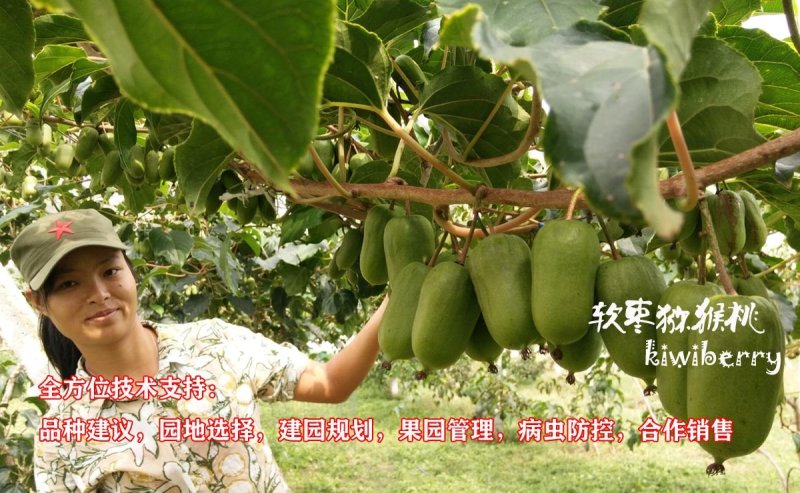 软枣猕猴桃苗/湖南大型专业苗圃