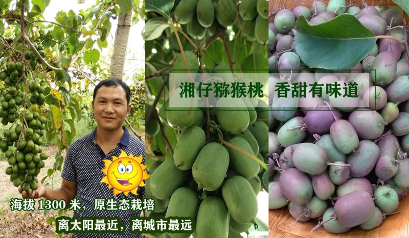 软枣猕猴桃苗/湖南大型专业苗圃