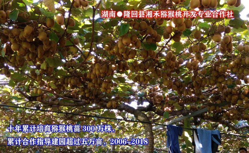 软枣猕猴桃苗/湖南大型专业苗圃