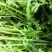 茼蒿菜一手货源，产地直供，先采先装车需要的联系