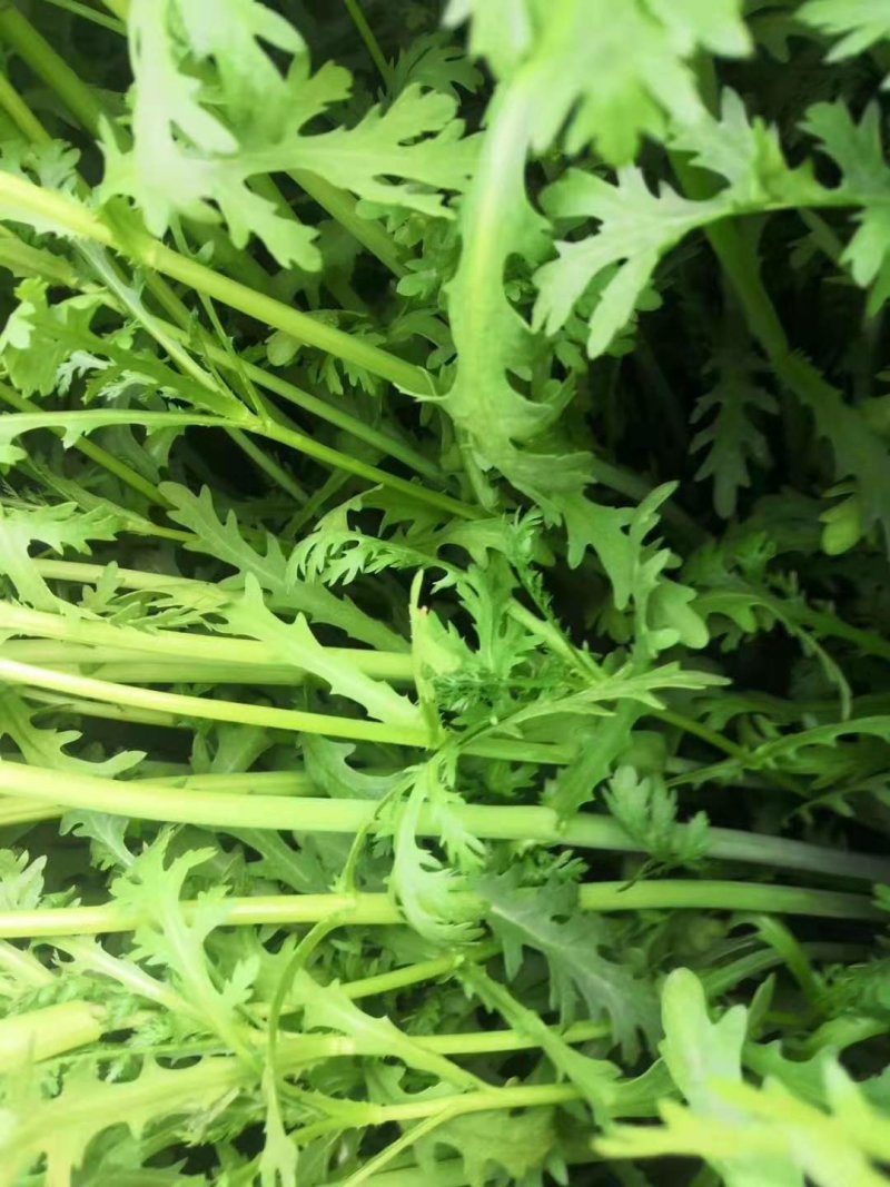 茼蒿菜一手货源，产地直供，先采先装车需要的联系