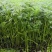 茼蒿菜一手货源，产地直供，先采先装车需要的联系