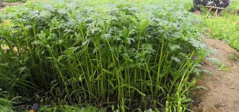 茼蒿菜一手货源，产地直供，先采先装车需要的联系