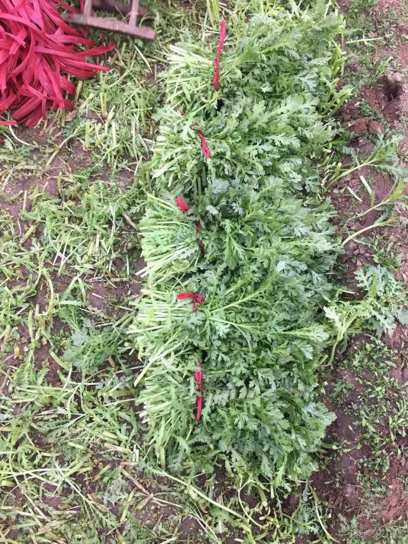 茼蒿菜一手货源，产地直供，先采先装车需要的联系
