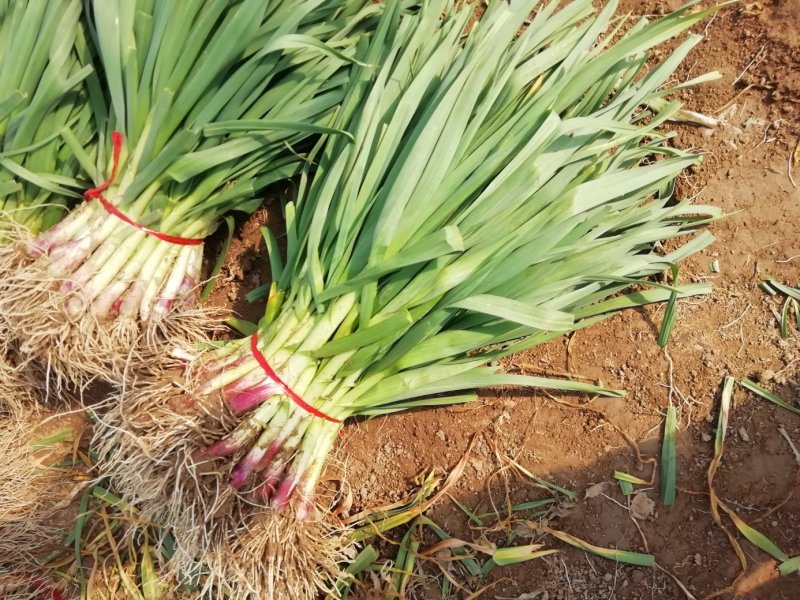 精品红根蒜苗水洗货干货提供住宿代发直发