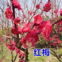 （基地热销）红梅花树苗盆栽地栽当年开花苗带花苞发货