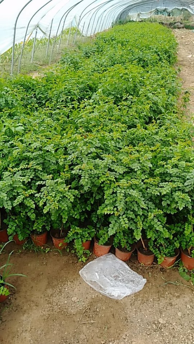 大苗硬骨凌霄花苗盆栽植物南非凌霄花室内庭院易好活四季开花