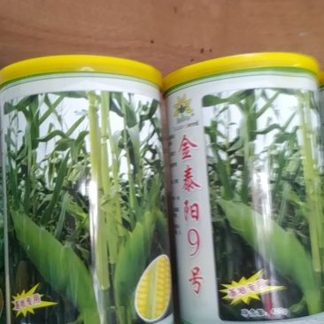 金泰阳9号甜玉米种子