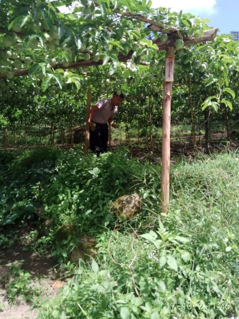 广西苗地芒果直生苗培青苗嫁接树苗