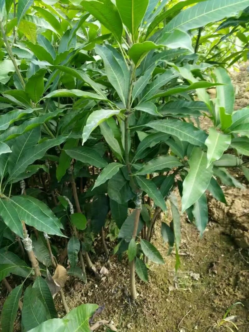 广西苗地芒果直生苗培青苗嫁接树苗
