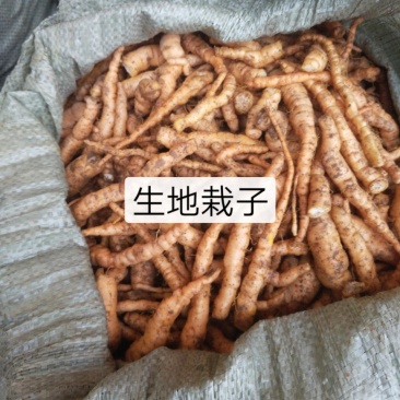 地黄种植技术，地黄籽，地黄栽子，地黄种