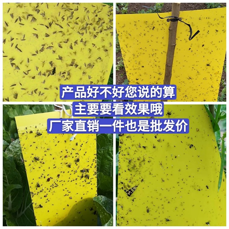 双面黄板粘虫板诱虫蓝板纸贴黄色灭小飞虫沾果蝇粘板果园蓟马