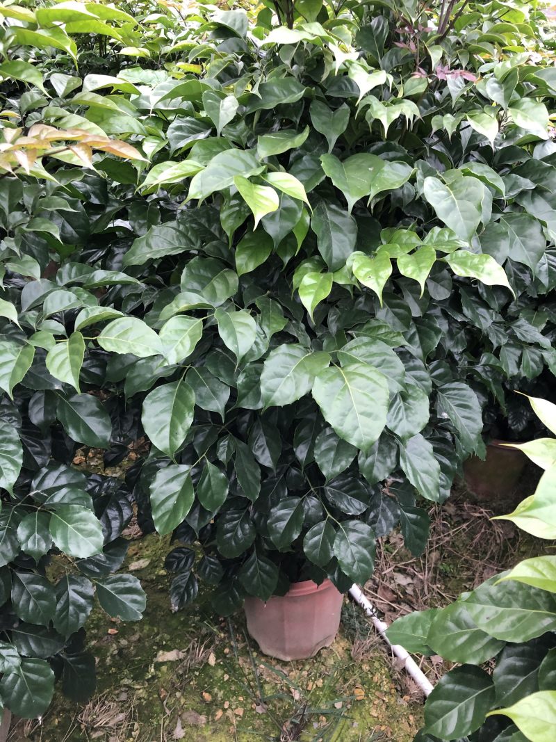 小绿宝树32盆最新品种绿宝
