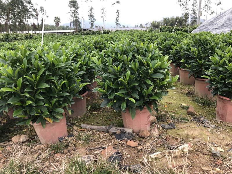 32盆，40盆非洲茉莉档口货！基地直销