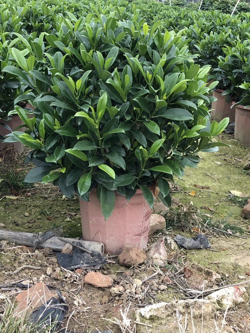 32盆，40盆非洲茉莉档口货！基地直销