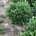 32盆，40盆非洲茉莉档口货！基地直销