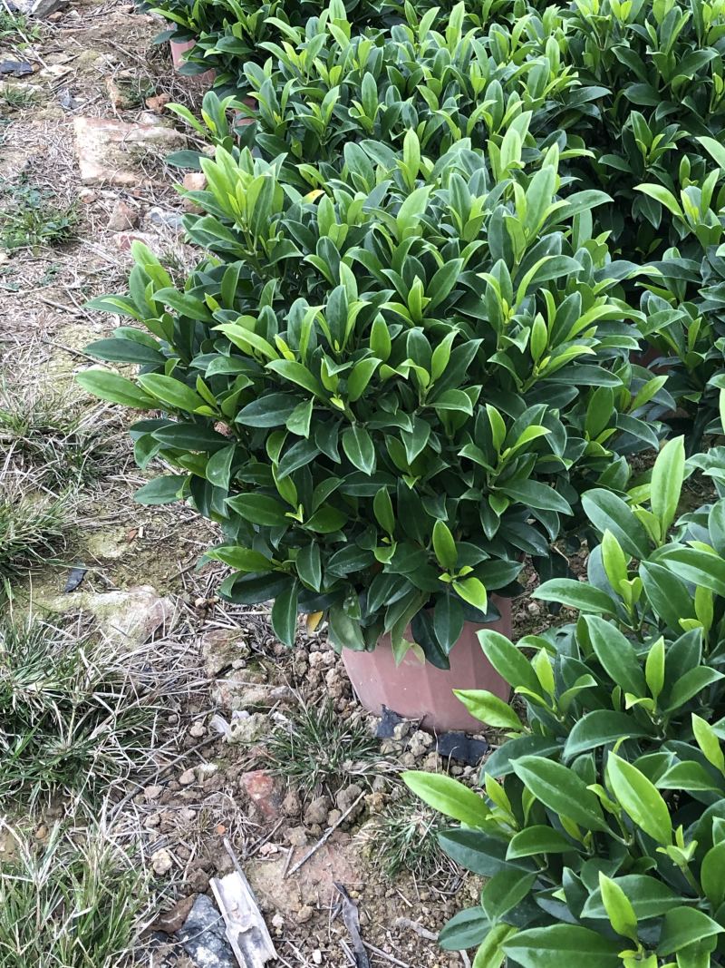 32盆，40盆非洲茉莉档口货！基地直销