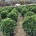 32盆，40盆非洲茉莉档口货！基地直销