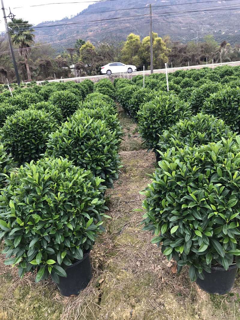 32盆，40盆非洲茉莉档口货！基地直销