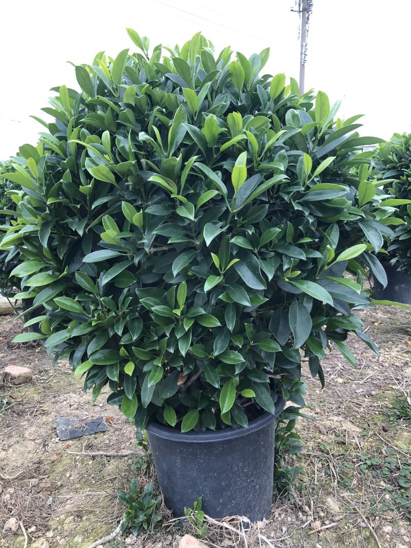 32盆，40盆非洲茉莉档口货！基地直销
