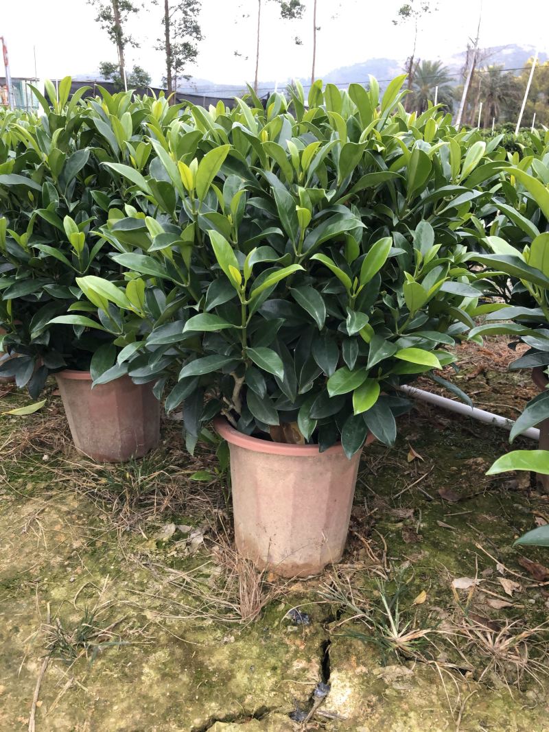 32盆，40盆非洲茉莉档口货！基地直销