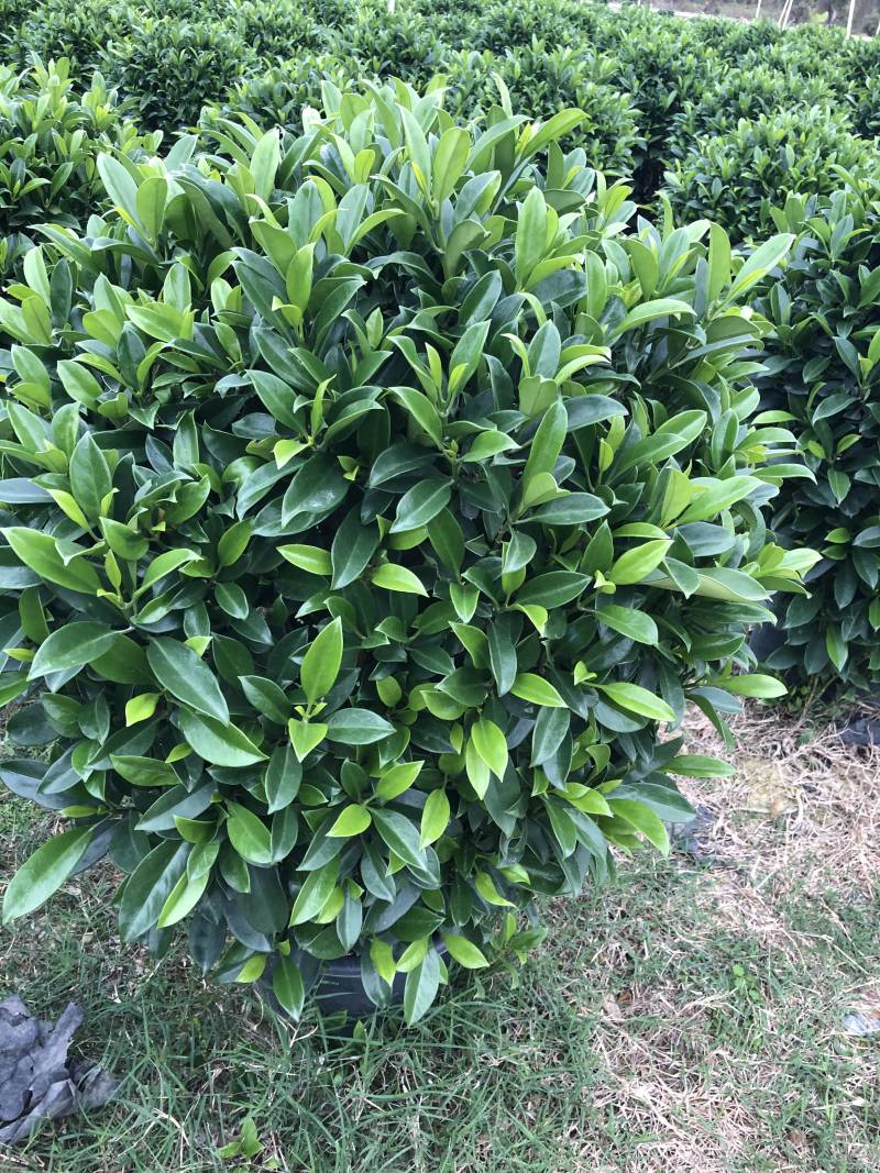 32盆，40盆非洲茉莉档口货！基地直销