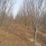 樱花优质基地1一10公分包指导基地直发