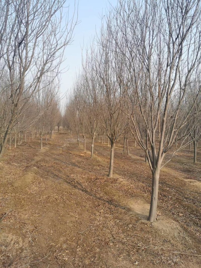 樱花优质基地1一10公分包指导基地直发
