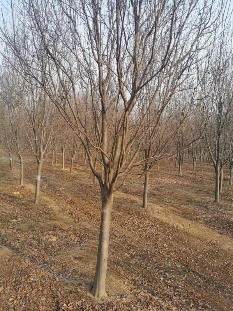 樱花优质基地1一10公分包指导基地直发