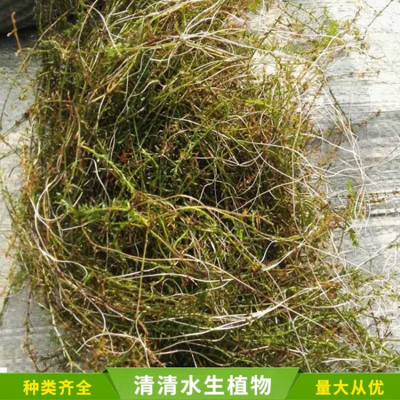 伊乐藻，苦草，黑藻，金鱼藻