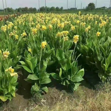 千屈菜，荷花，芦苇，沉水植物