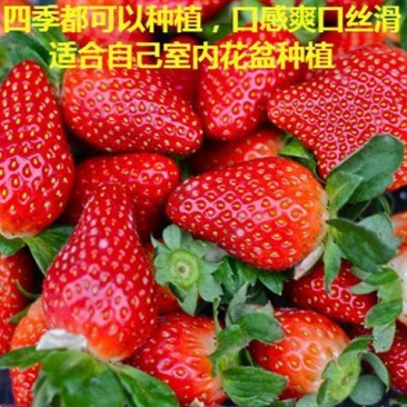 草莓种子四季播种奶油草莓室内阳台盆栽家庭蔬菜水果花卉植物