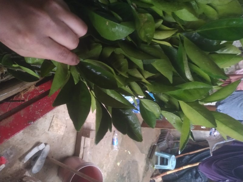 【有好货】阿尔及利亚夏橙苗/地苗/杯苗假一赔百