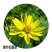 精装串叶松香草种子多年生猪牛羊鹅畜禽牧草籽香槟菊花草