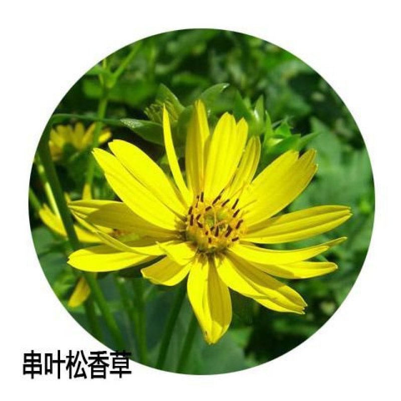 精装串叶松香草种子多年生猪牛羊鹅畜禽牧草籽香槟菊花草