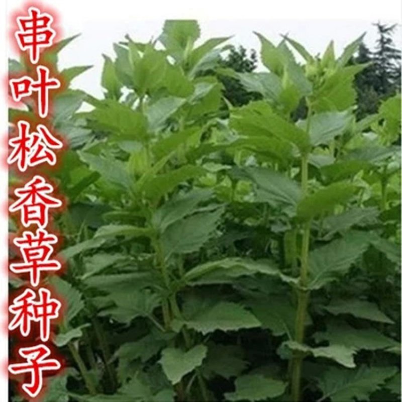 精装串叶松香草种子多年生猪牛羊鹅畜禽牧草籽香槟菊花草