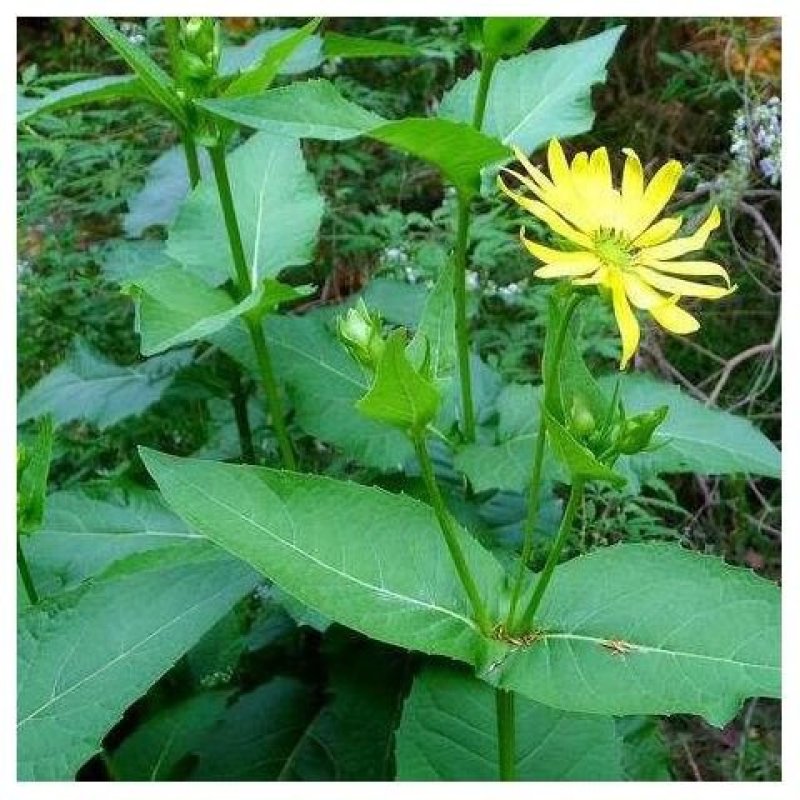 精装串叶松香草种子多年生猪牛羊鹅畜禽牧草籽香槟菊花草