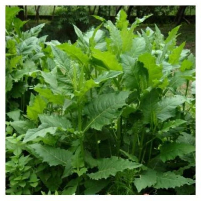 精装串叶松香草种子多年生猪牛羊鹅畜禽牧草籽香槟菊花草