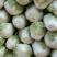 夏阳2～3斤毛菜